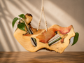 Hanging Boxelder Burl