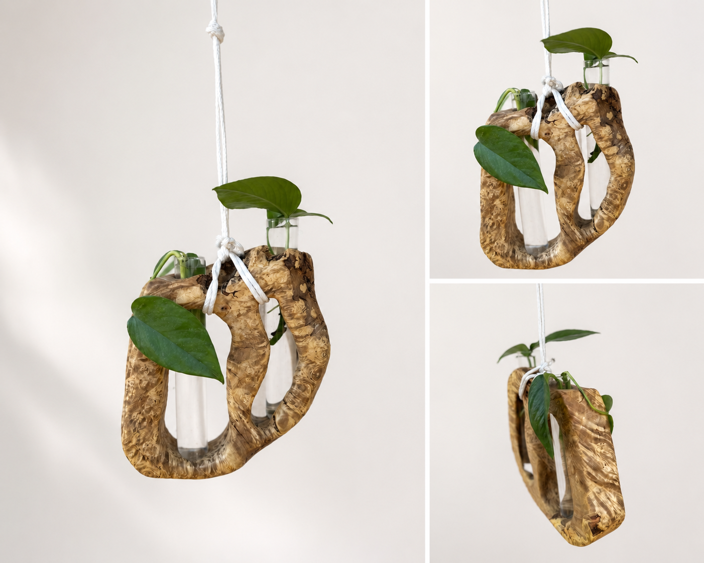 Boxelder Burl Dual Propagation Hanger