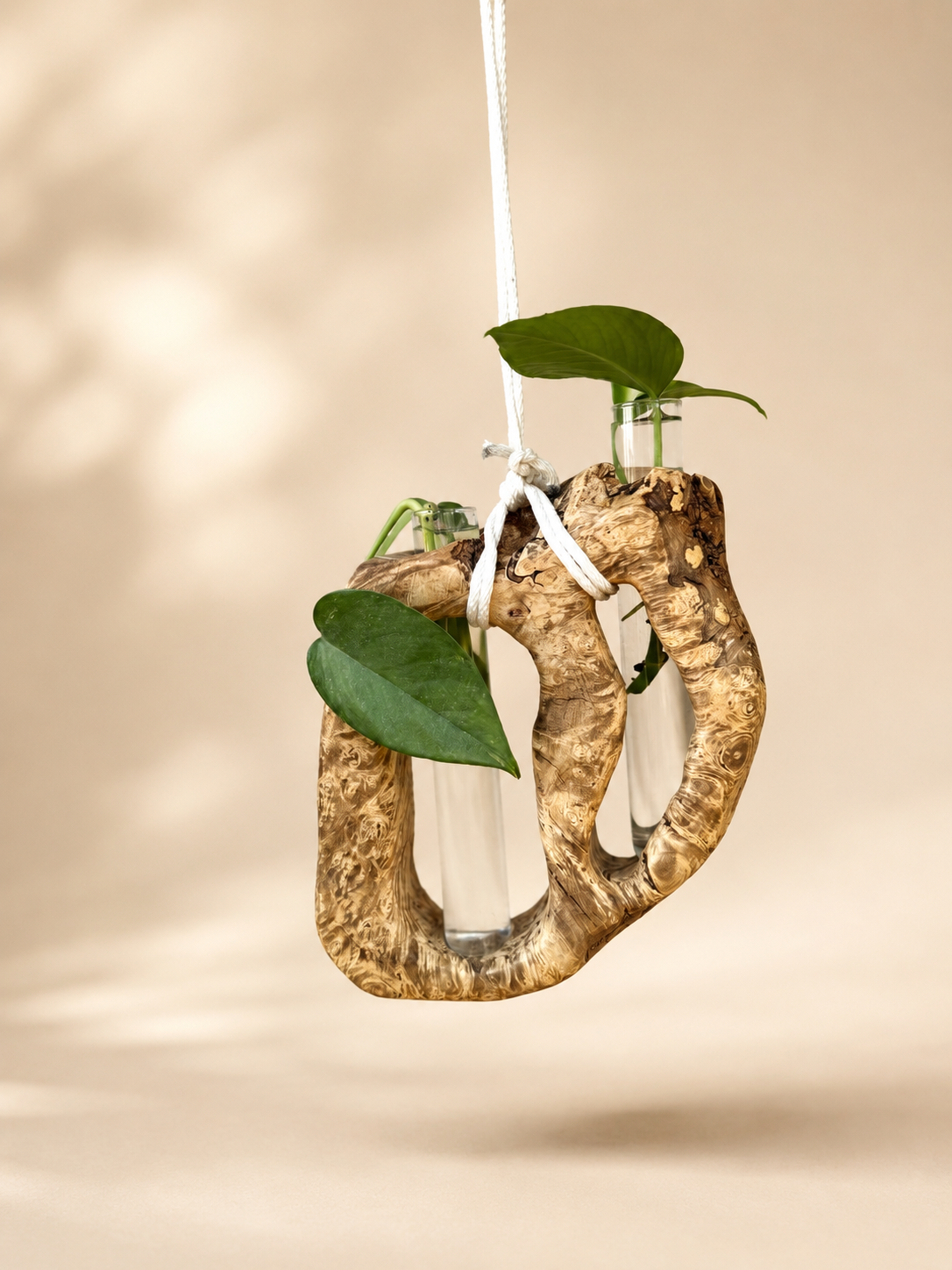 Boxelder Burl Dual Propagation Hanger
