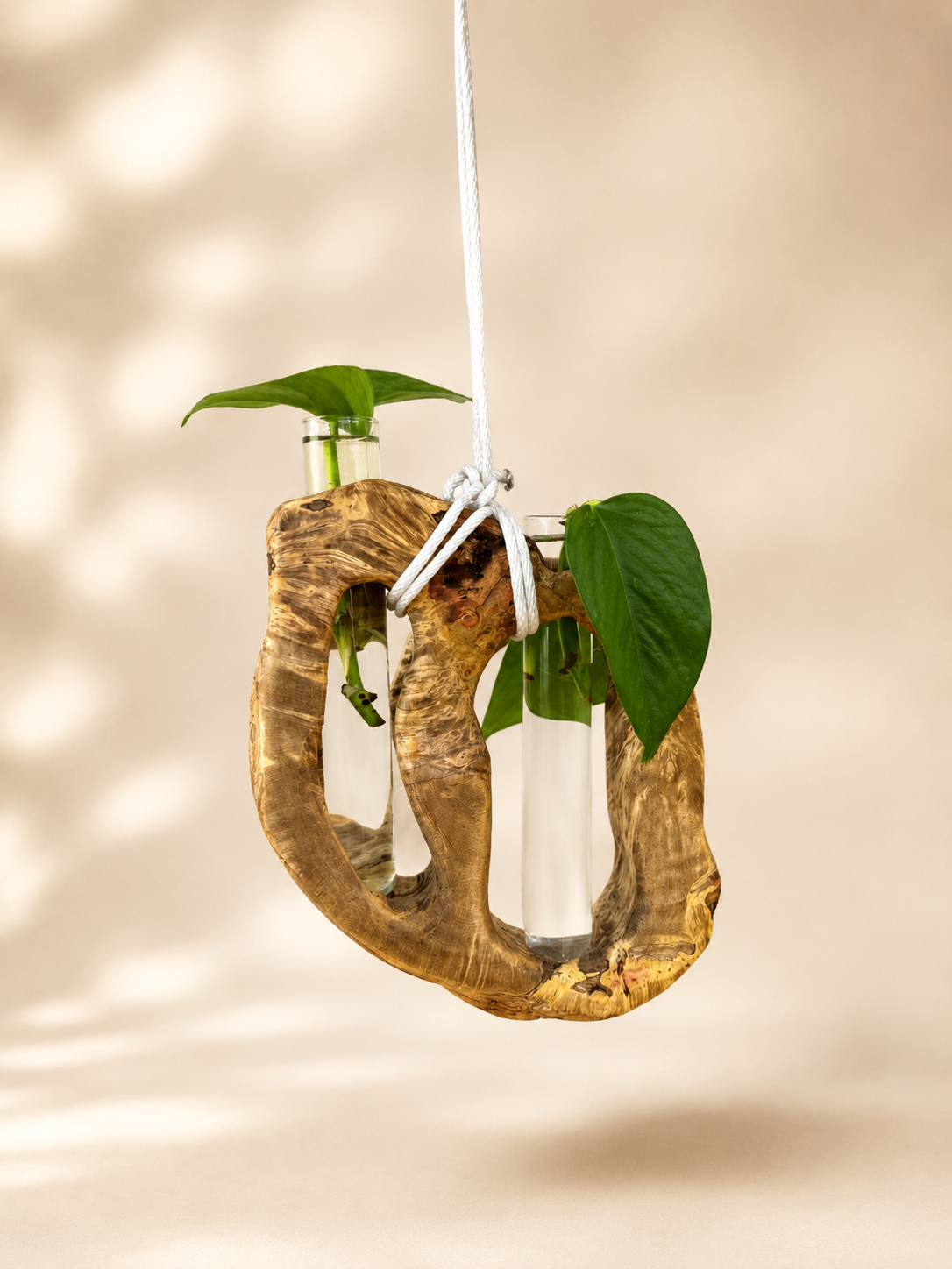 Boxelder Burl Dual Propagation Hanger