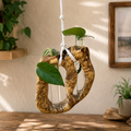 Boxelder Burl Dual Propagation Hanger