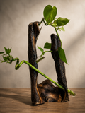 Live Edge Black Walnut Propagation Tower